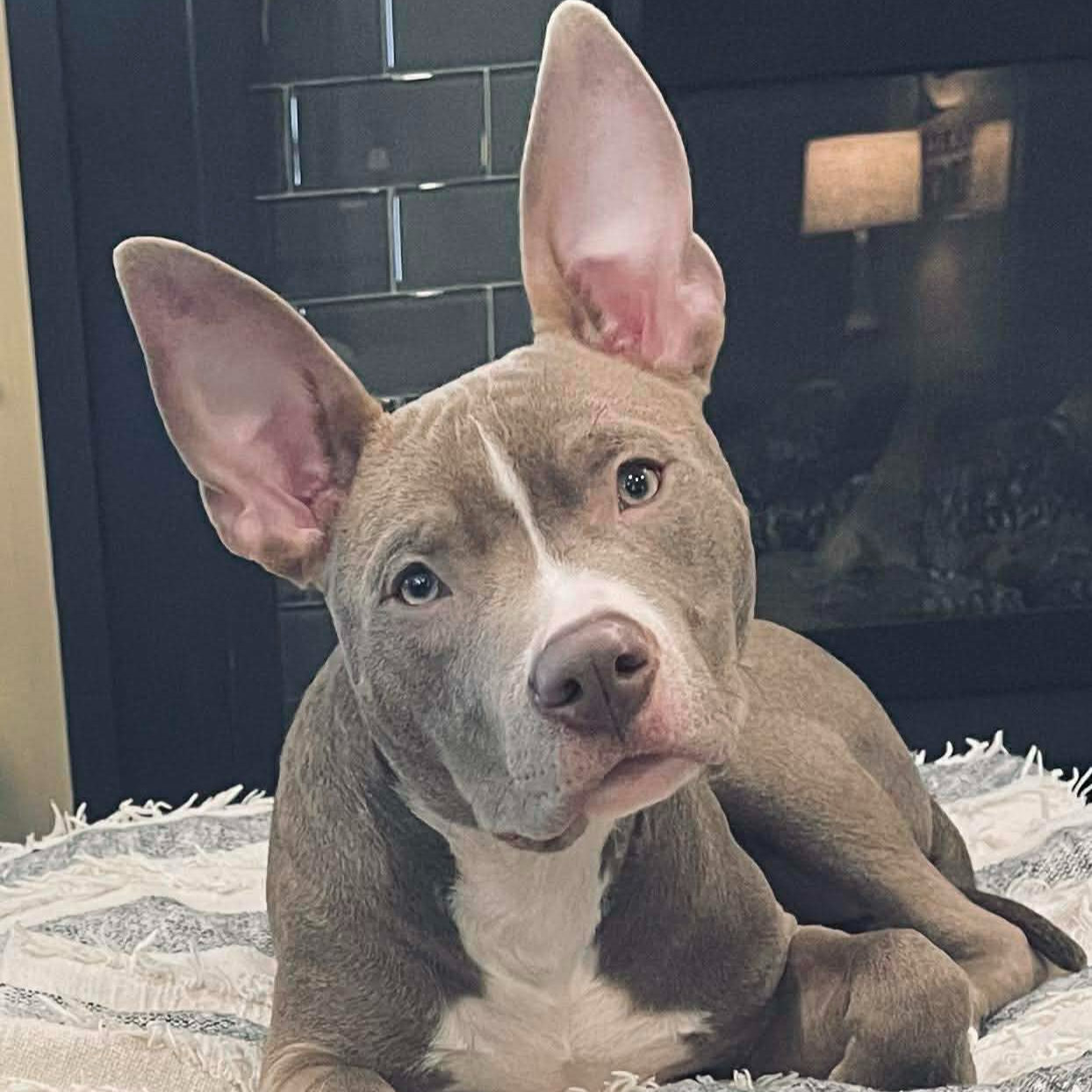 Artie | Made A Promise Rescue