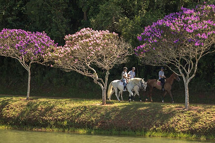 Quinta da Baroneza - Imóveis a Venda e Locação de Casas (35).jpg