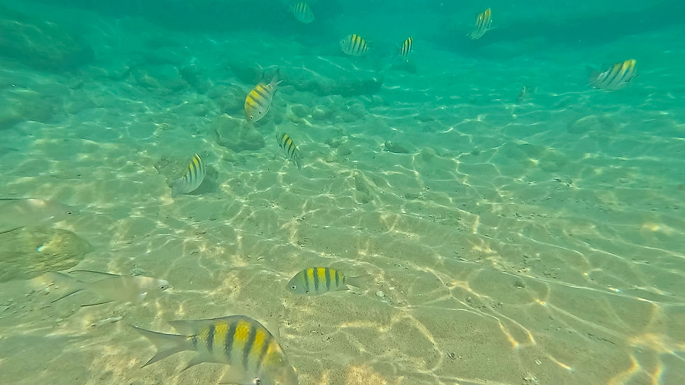 Cardume de peixes Sargento Maior