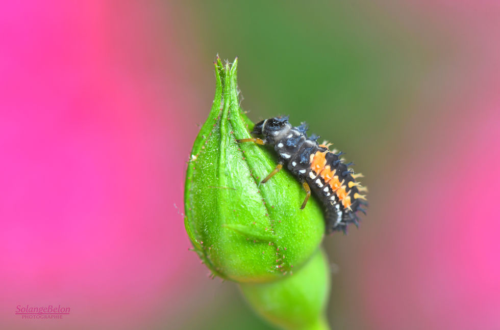 Larve de coccinelle asiatique - Harmonia axyridis larva
