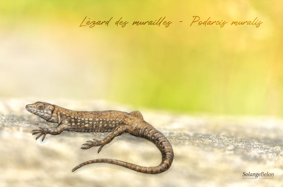 Lézard des murailles3.JPG