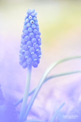 Muscari