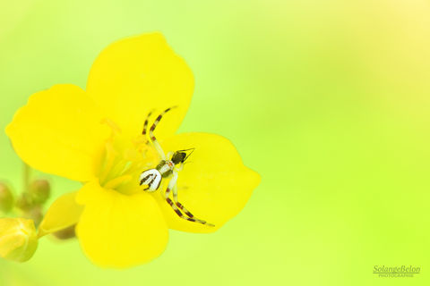 Thomise variable - Misumena vatia