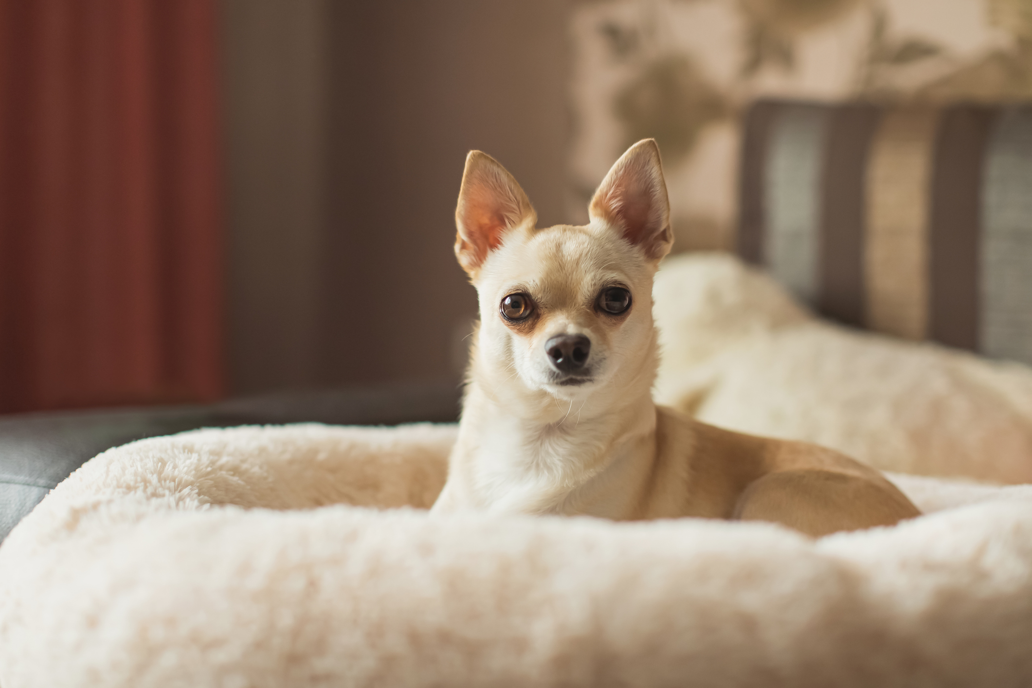 Pet Cancer Tests and Treatments Ventura, CA | Hope Veterinary Oncology