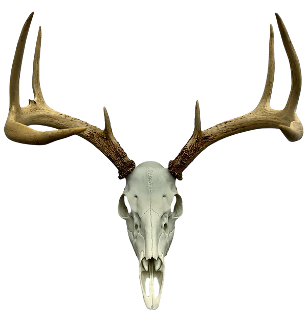 European Deer Buck Skull Mount Reproduction Antlers