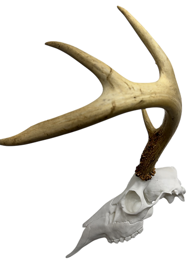 European Deer Buck Skull Mount Reproduction Antlers