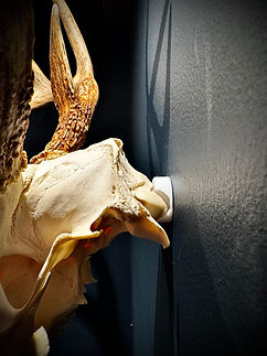 European Mount Deer Skull Hanger