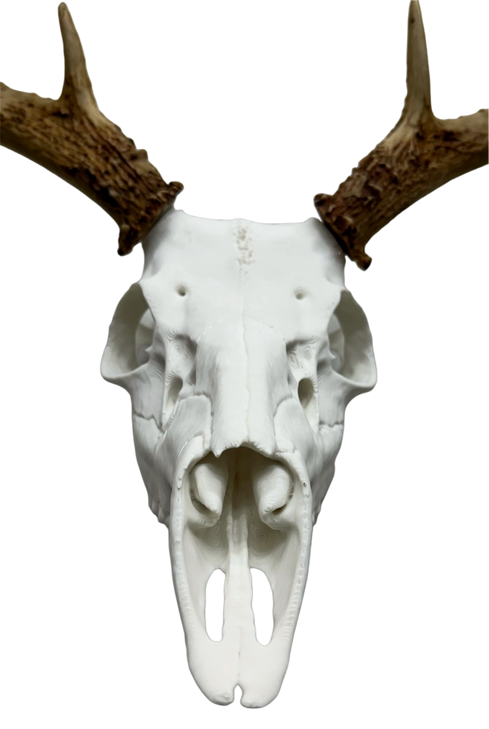 Thumbnail: European Fake Reproduction Skull Antler Shed Mount
