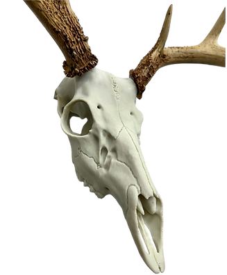 European Deer Buck Skull Mount Reproduction Antlers