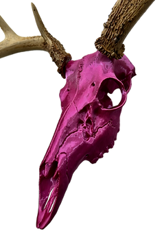 European Deer Buck Skull Mount Reproduction Antlers