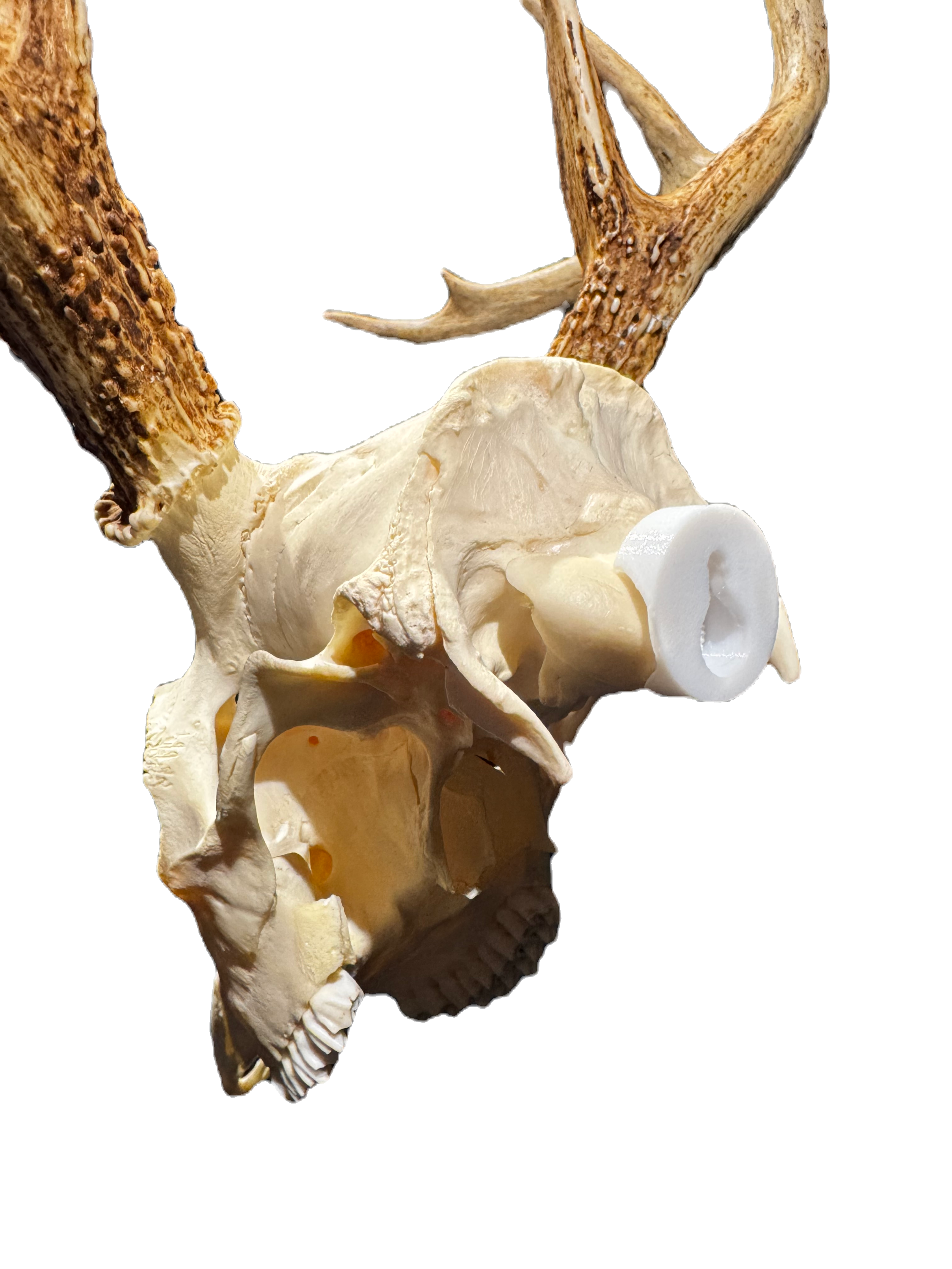 The Buck Plug - Integrated Deer Skull Hanger