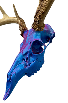 European Deer Buck Skull Mount Reproduction Antlers