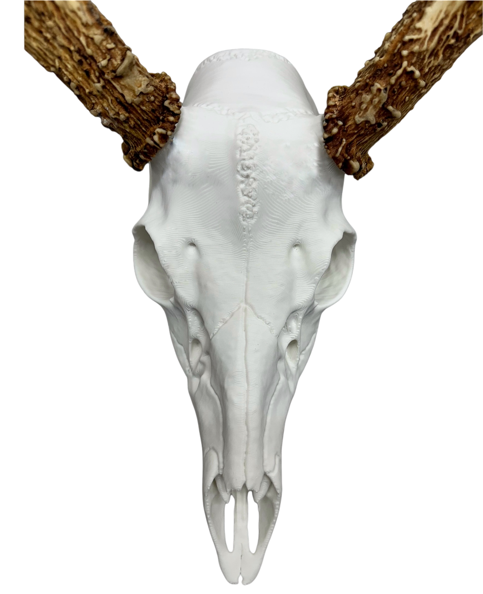 Thumbnail: European Fake Reproduction Skull Antler Shed Mount