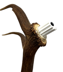 Elk Bull Reproduction European Mount Skull