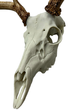 European Deer Buck Skull Mount Reproduction Antlers