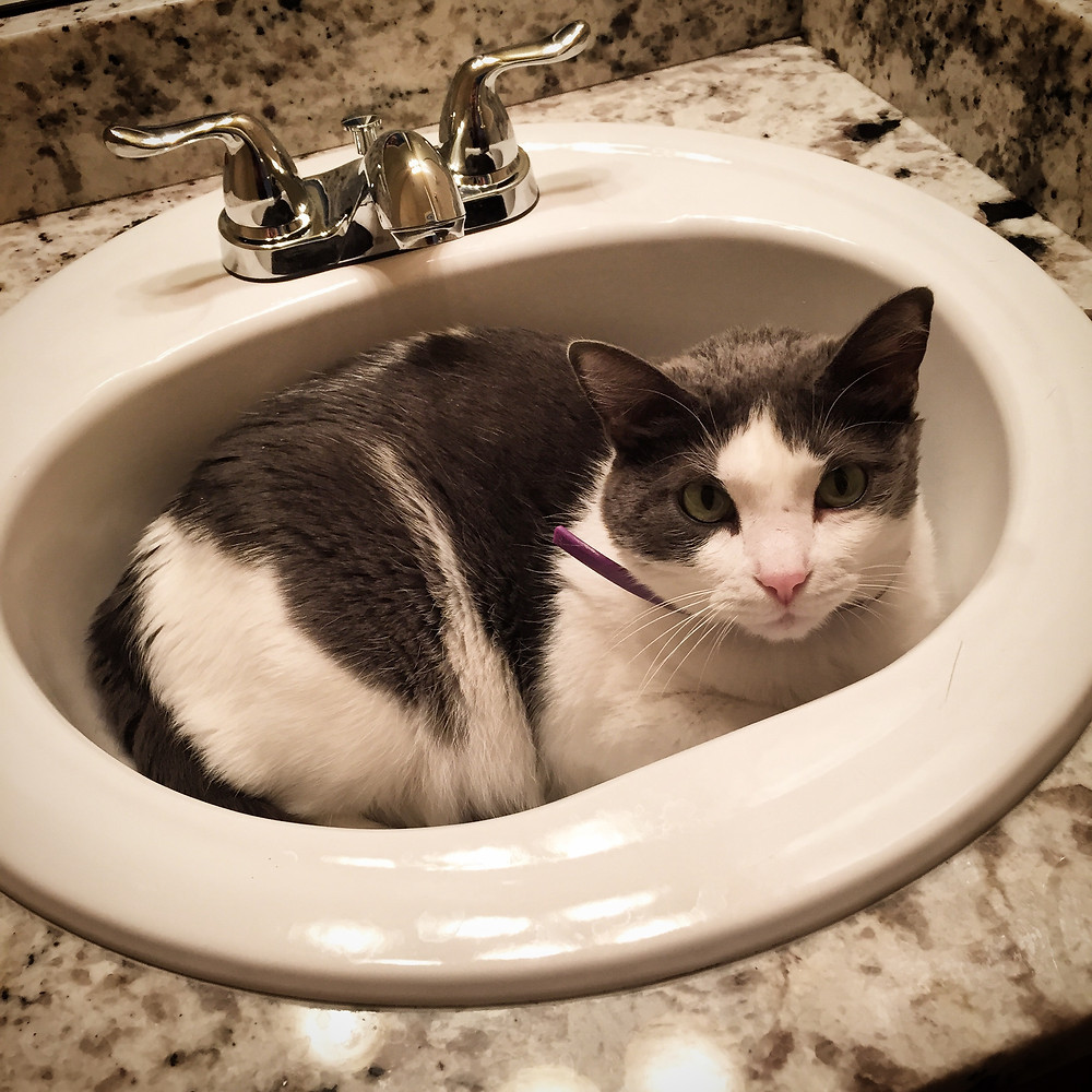 Blooie hiding in the bathroom sink