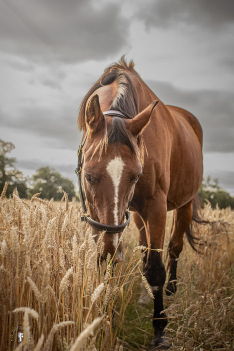 cheval bwp dans un champ de blé