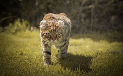Sansah dans le jardin