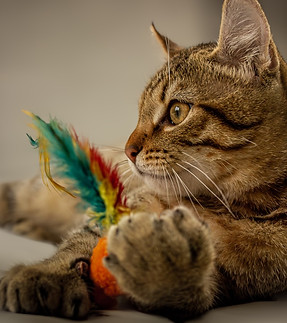 IMG_4297-Avec_accentuation-NR - Grande.jpeg