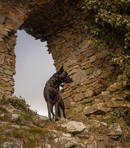 chien berger hollandais dans des ruines