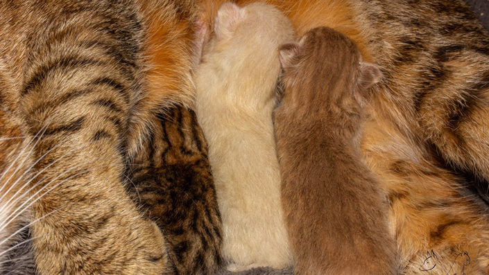 chatons highland lynx en train de teter