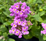 Lantana-Purple.jpg