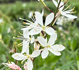 Gaura-white.jpg