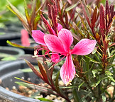 Gaura- pink.jpg