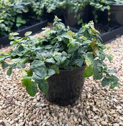 Fig Ivy - 1g
[House 15]