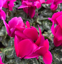 Cyclamen - Purple