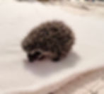 hedgehog