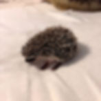 hedgehog