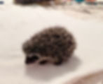hedgehog