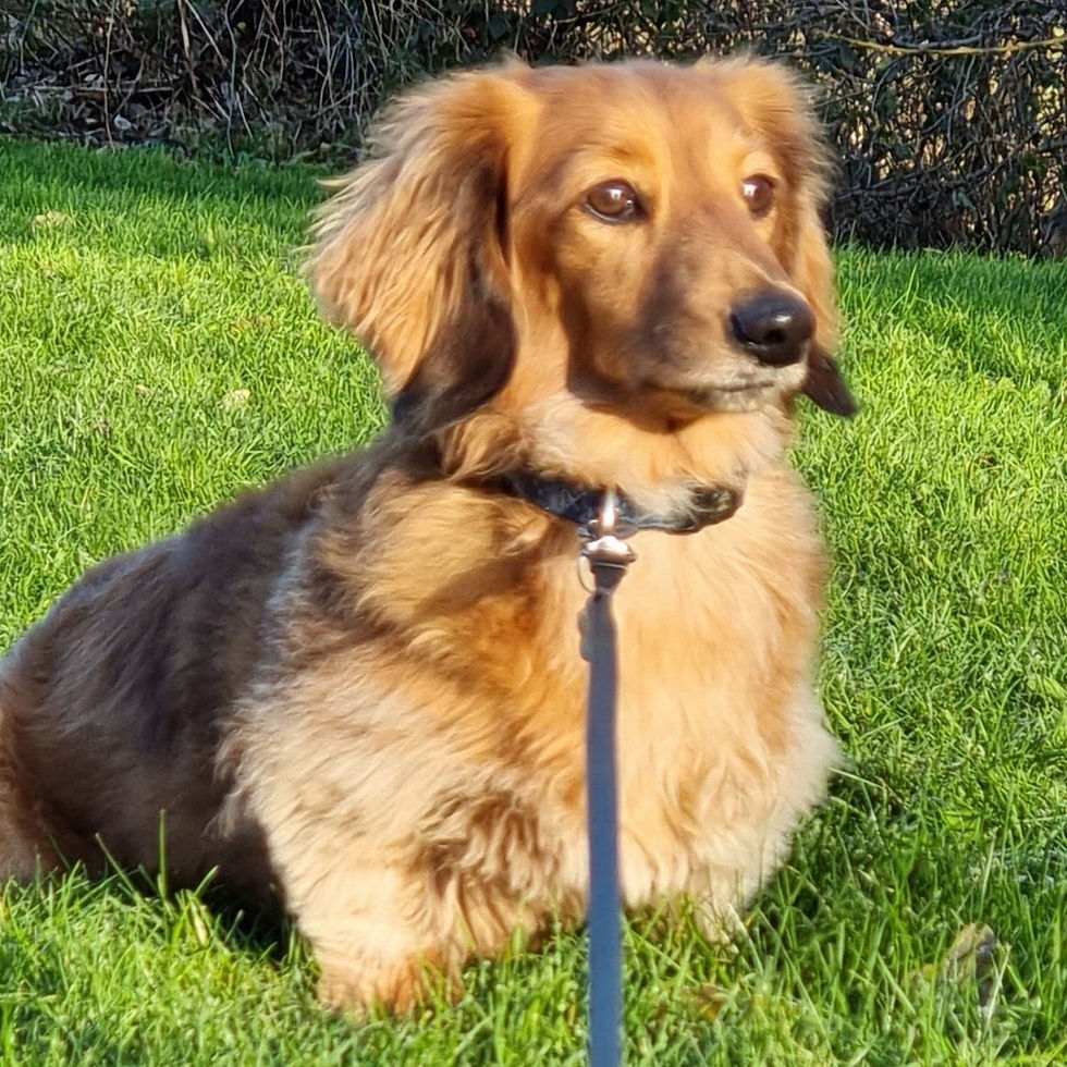 Dog Walker in Leigh