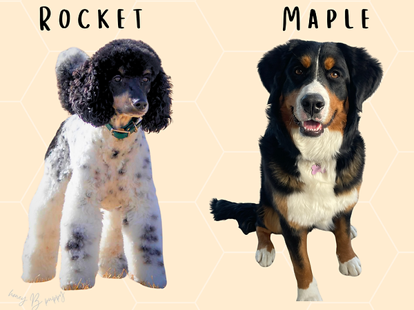 maple x rocket.png