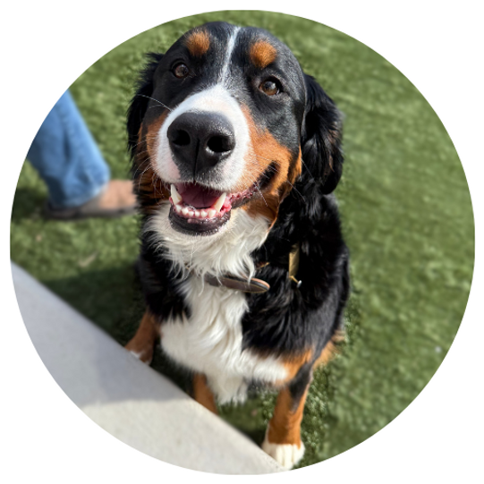 Maple about me (2).png