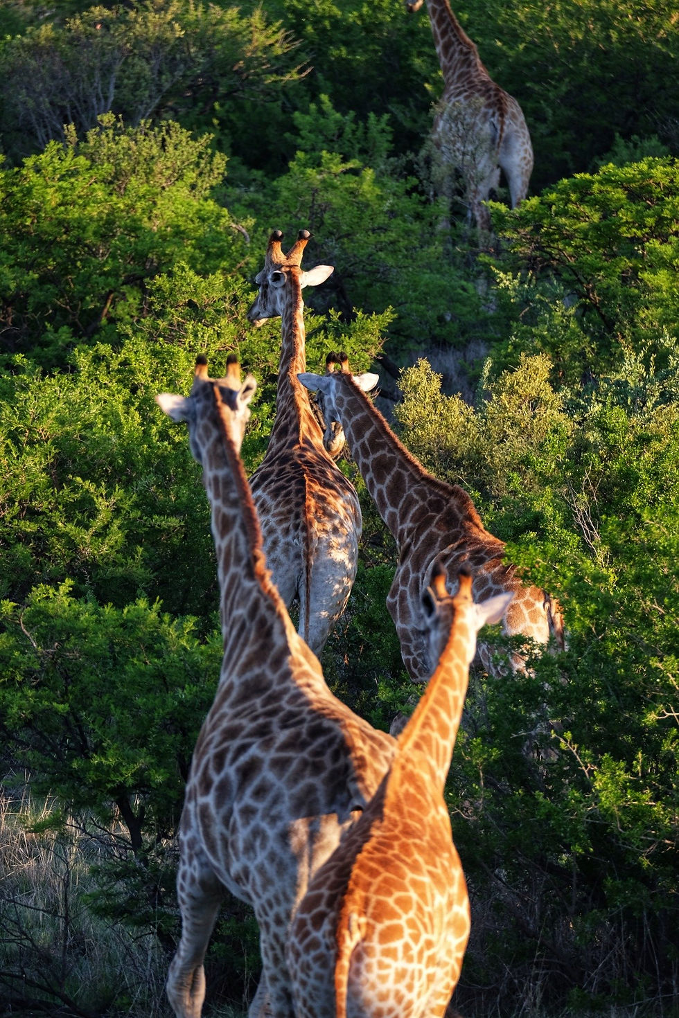 Giraffes walk together through lush, sunlit greenery. Their spotted patterns contrast with the vibrant green foliage, creating a serene scene.