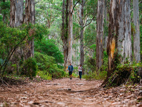 a couple hiking through towering trees
