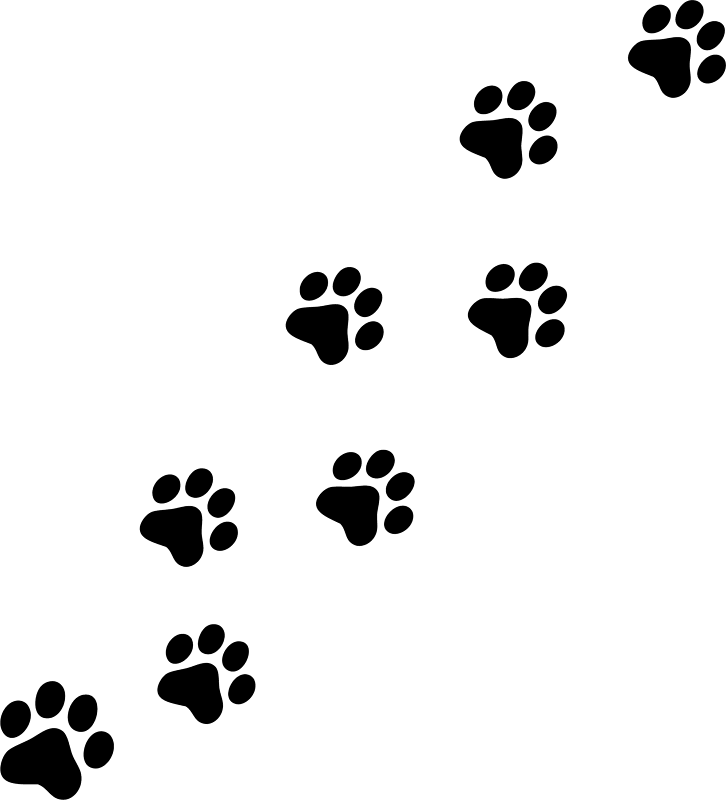 Kitty Paw Prints