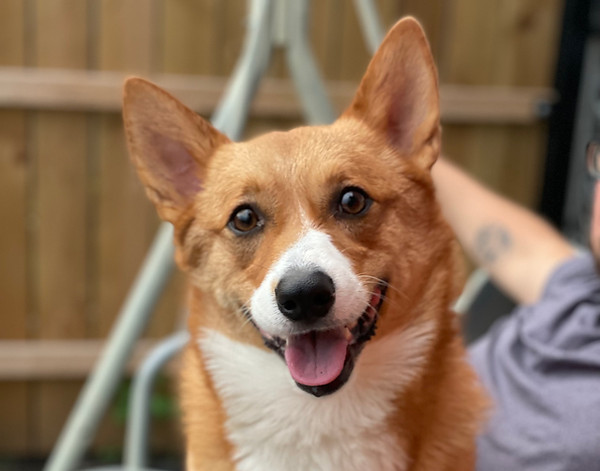Corgi smiling at camera