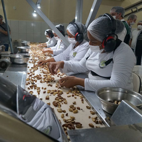 Prefeito Carlinhos do Pelado participa de visita à Cooperacre conhecendo de perto o potencial de produção e exportação de castanha-do-Brasil