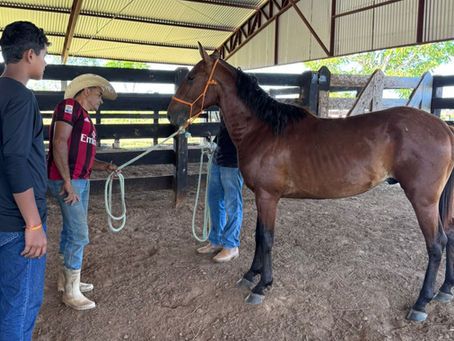 Preparativos para a Expofronteira: Exames de Anemia em Equinos Garantem Segurança na Cavalgada