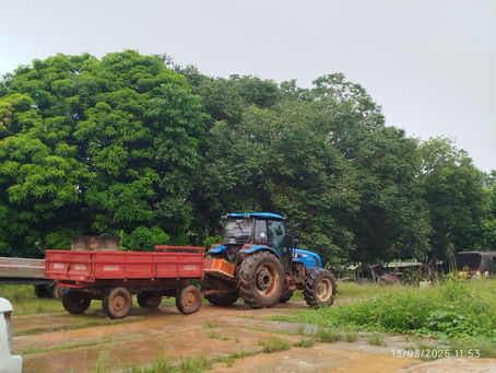 Prefeitura de Assis Brasil avança na distribuição de mudas de café e busca atender todos os produtores
