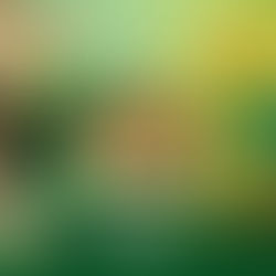 15 de junho: Aniversário do Acre!