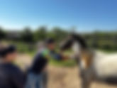 2ª Expofronteira: Prefeitura inicia exames de anemia equina para a Cavalgada