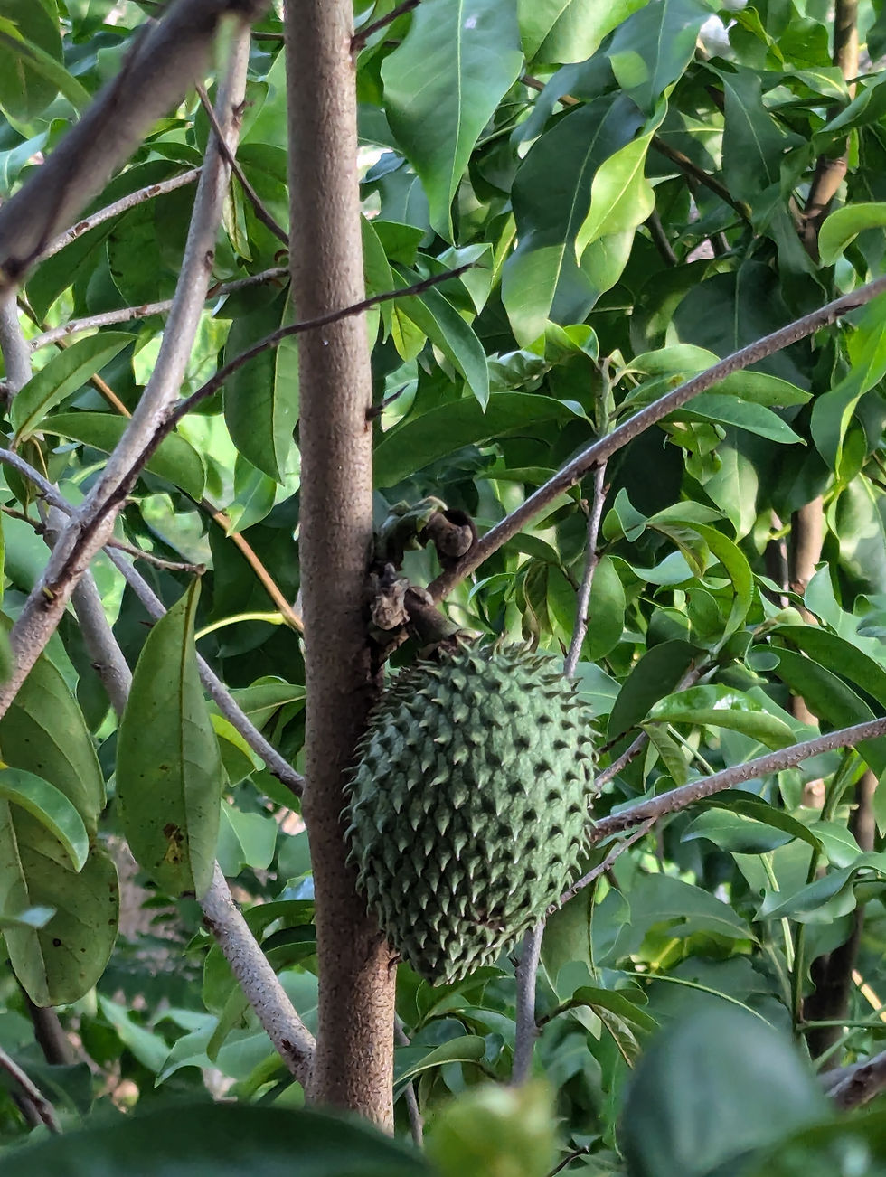 A growing guanabana on a tree fed by grey water