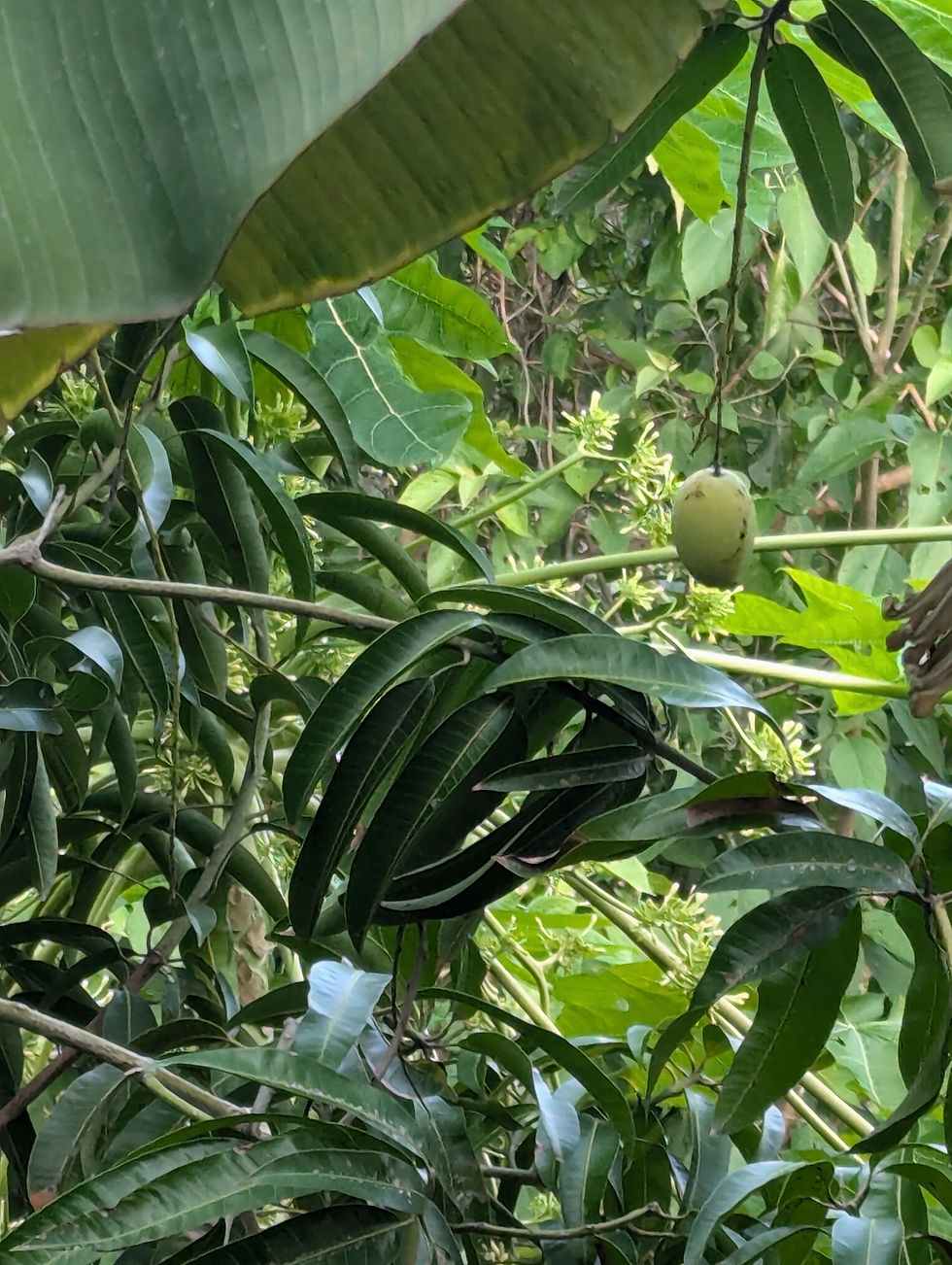A mango growing on a grey water fed tree