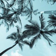 Hopeskitchen.net Palm Trees
