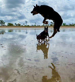 beach dogs.jpg