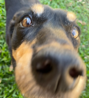 Tinks nose.png